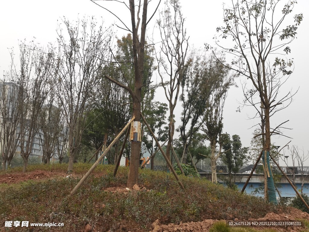 新植树木于户外绿化场景