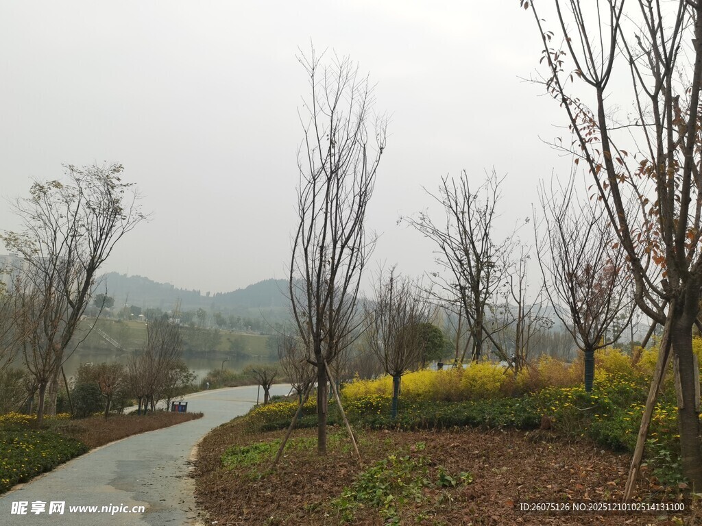 乡间小路旁的春日景致