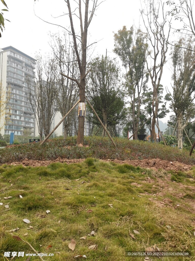 城市中的草地与树木景观