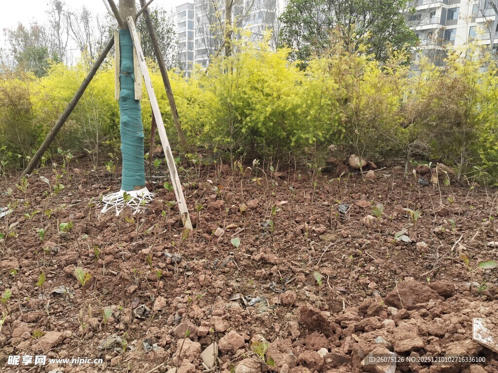 户外绿植旁的金属杆装置