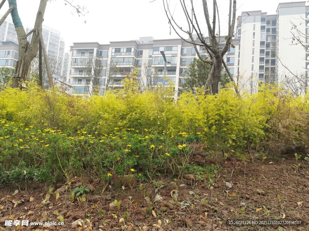 春日绽放的黄色灌木丛