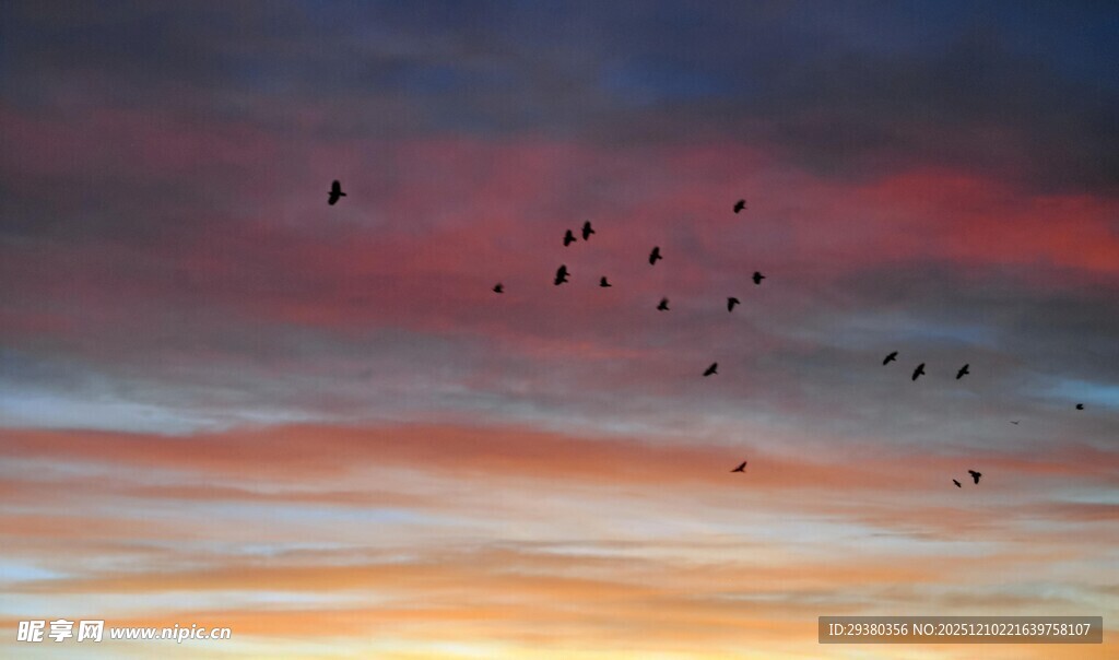 夕阳下飞鸟翱翔天际