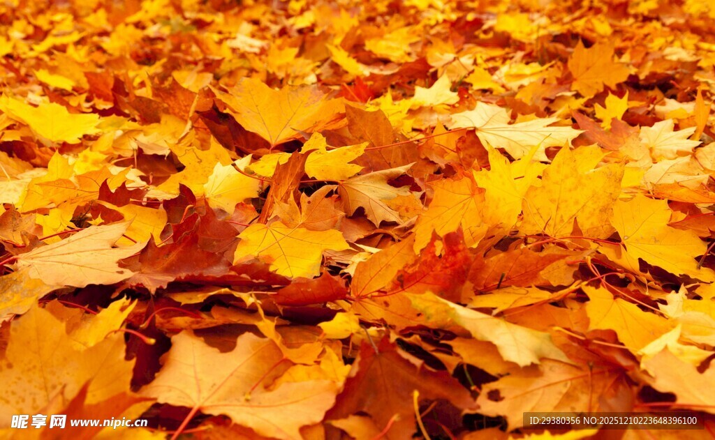 金黄秋叶铺就秋日美景