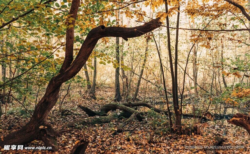 秋日森林中的弯曲树木