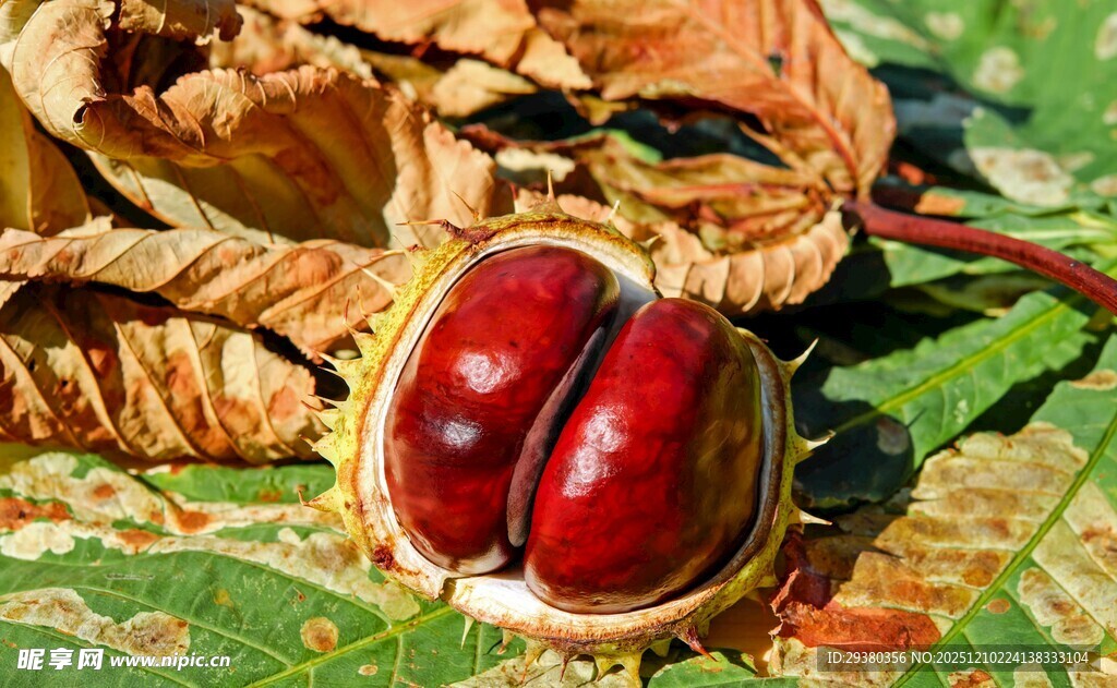 剥开的新鲜板栗