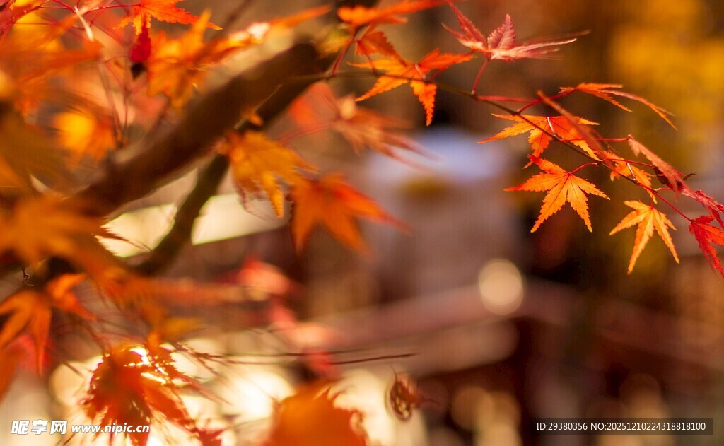秋天景色