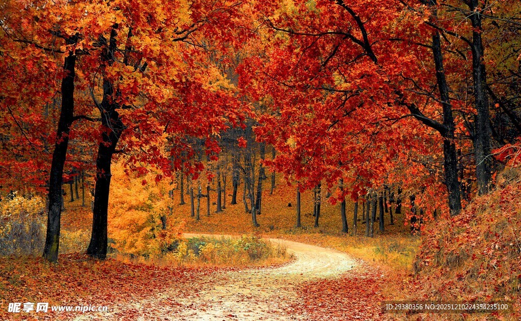 秋日林间小径美景