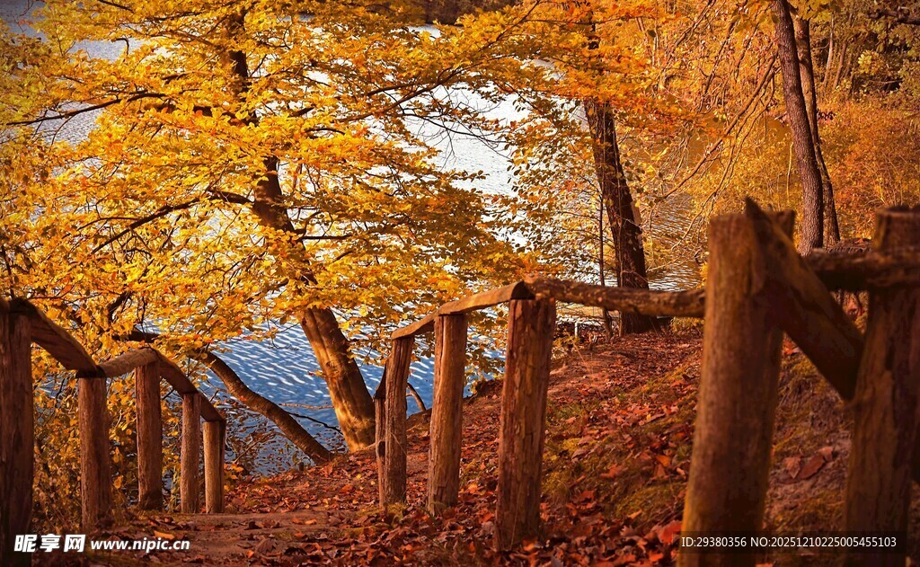 秋日林间木梯的斑斓景致