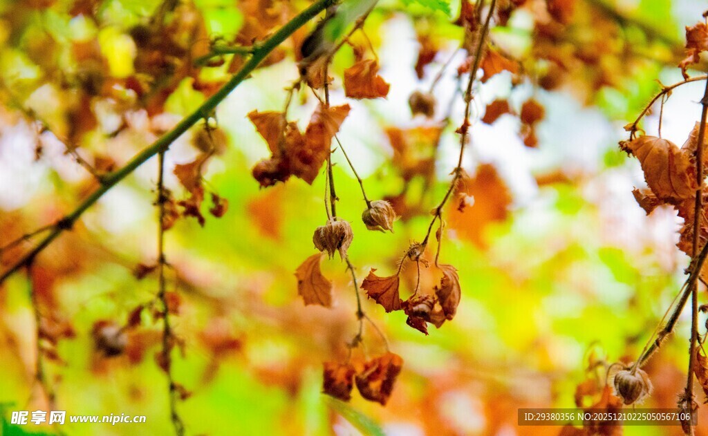 秋日枝头枯叶挂