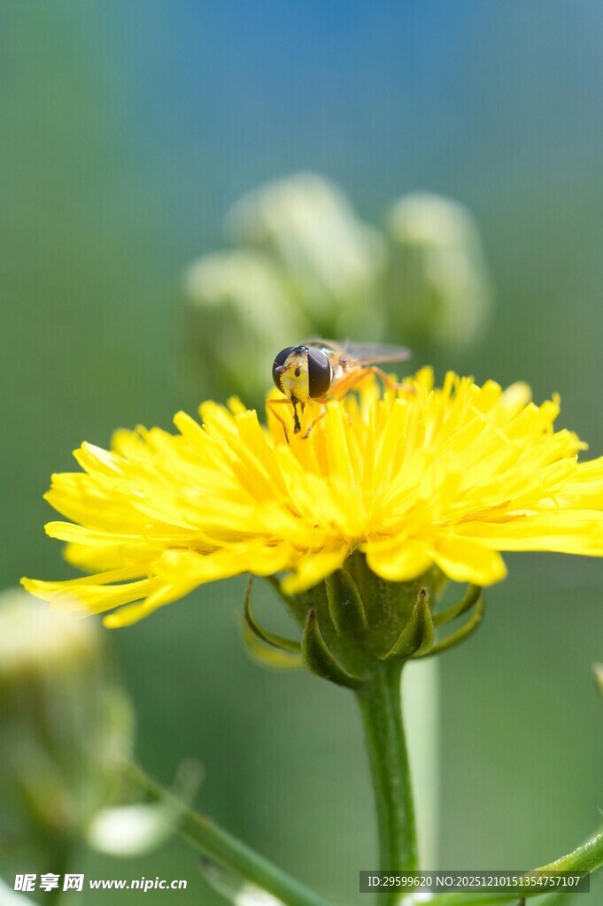 蜜蜂停留在黄色花朵上