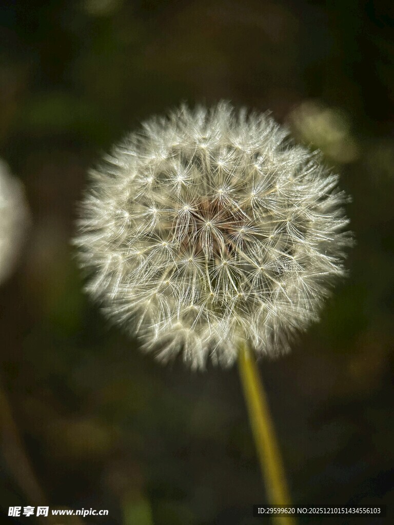 蒲公英特写
