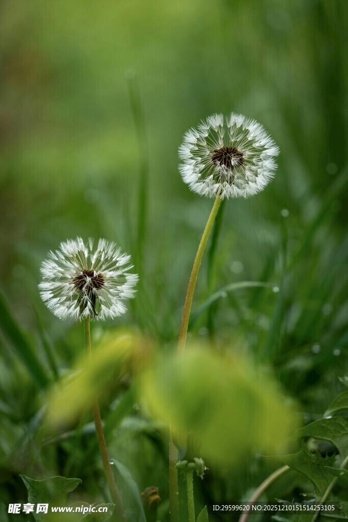 清新蒲公英绽放绿意间