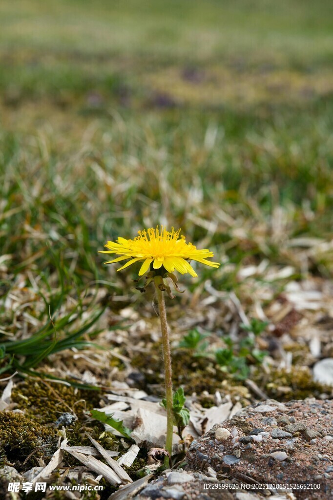 草地上的单株黄色蒲公英