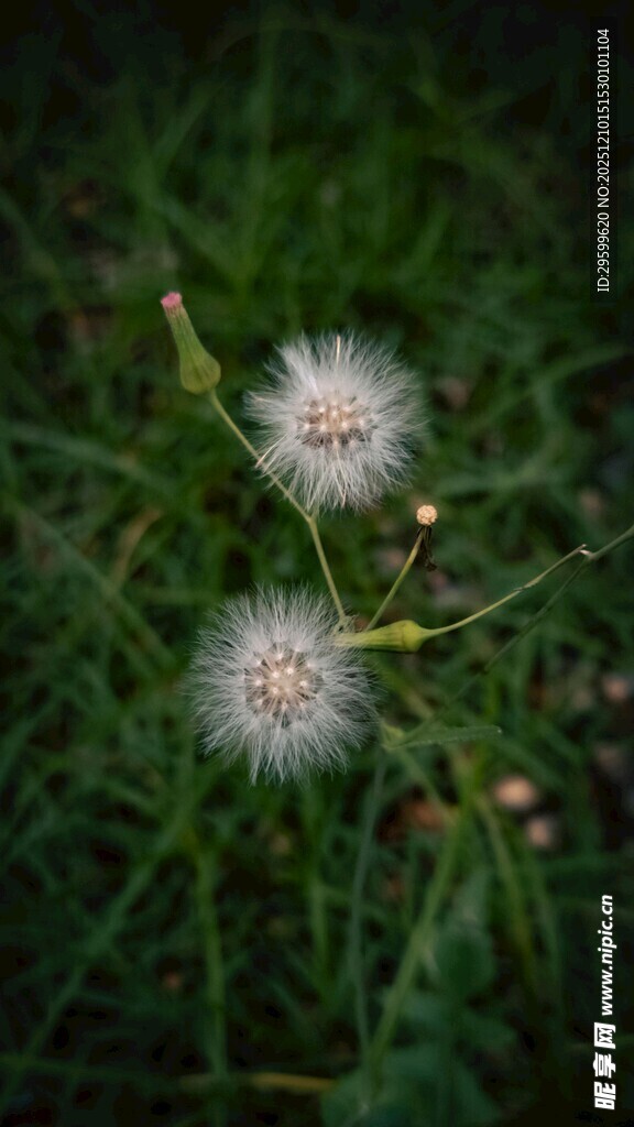 草地上的两朵白色绒球花