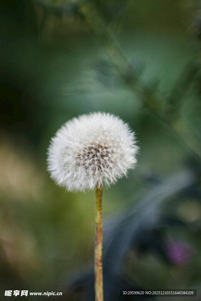 蒲公英特写