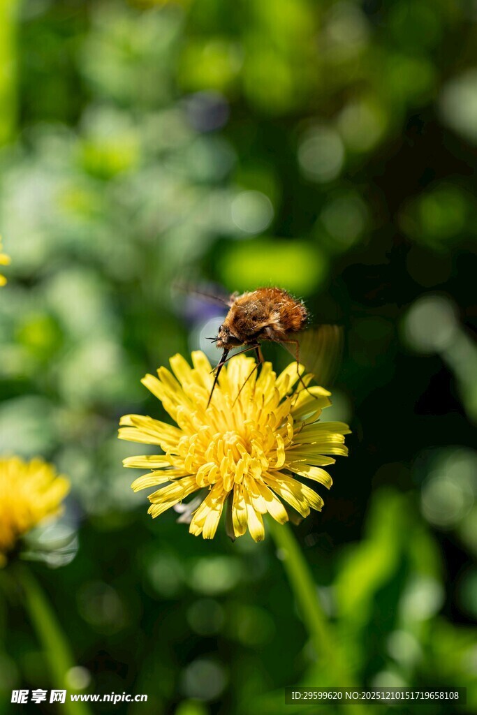 蜜蜂停留在黄色蒲公英上