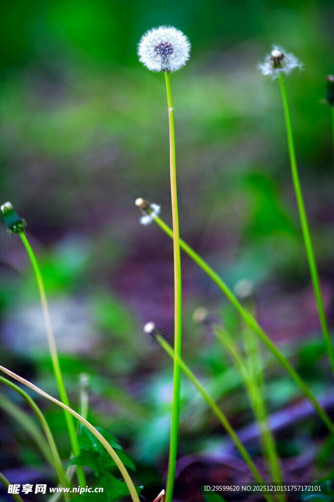 草地上的单株蒲公英