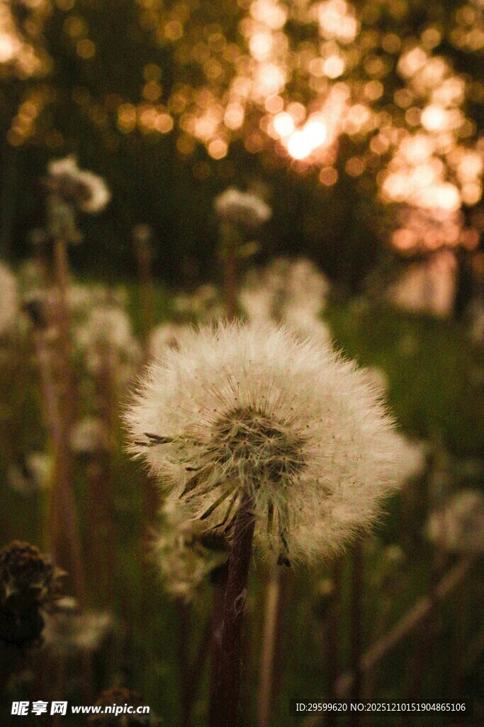夕阳下的蒲公英