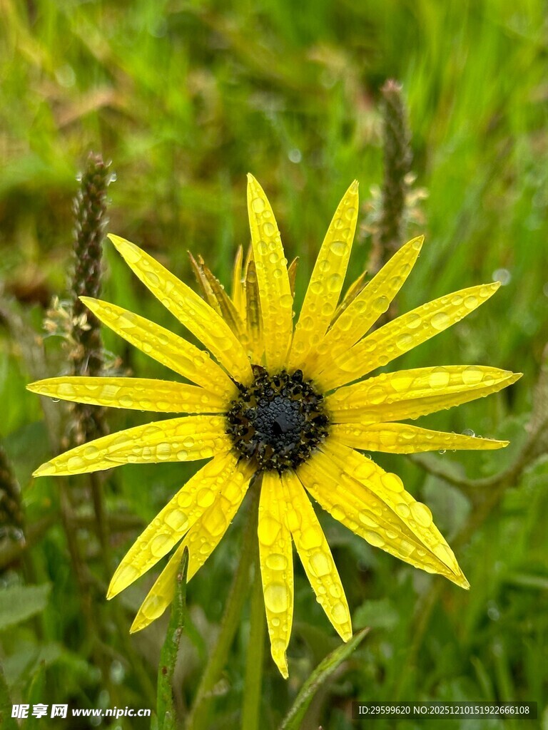 黄色雏菊绽放于绿草间