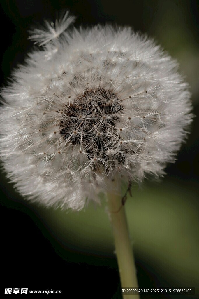轻盈蒲公英特写