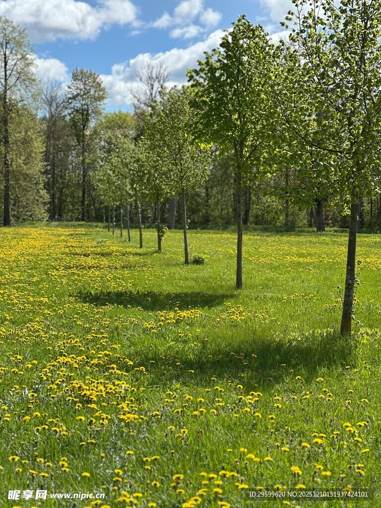 春日草地林间美景