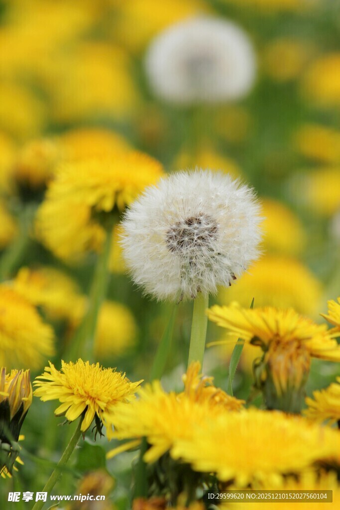 蒲公英与黄花的美丽景致