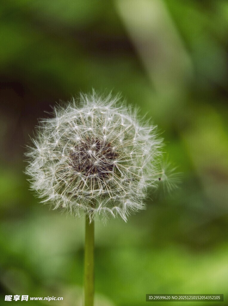 蒲公英特写