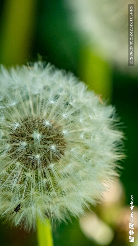 蒲公英特写