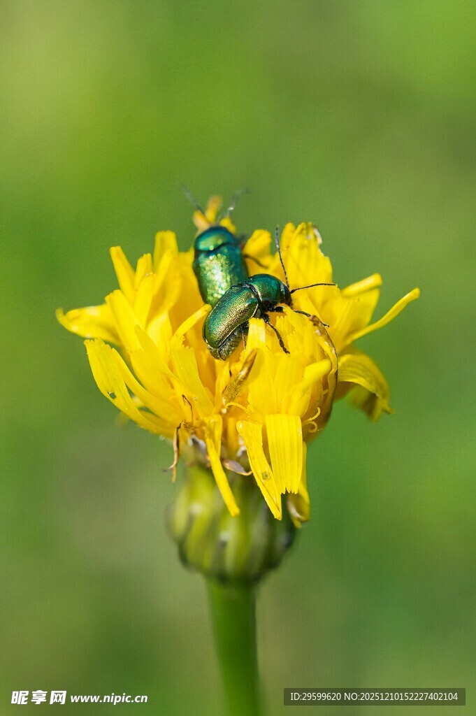 绿甲虫栖于黄色小花上