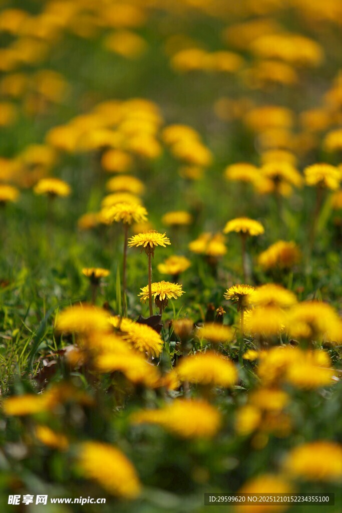 金黄灿烂的蒲公英花海