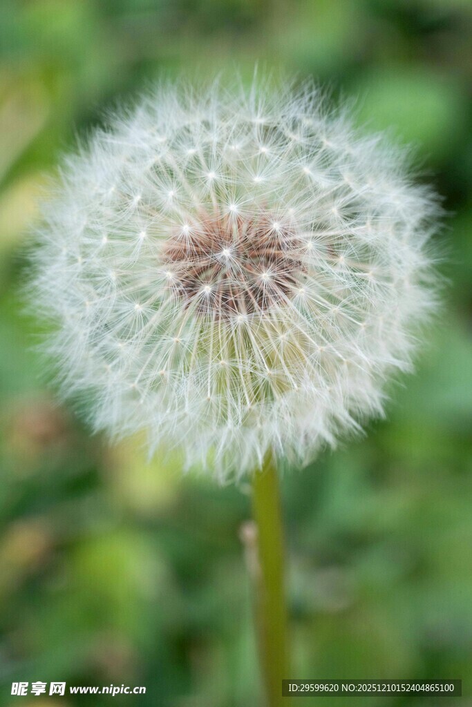蒲公英特写