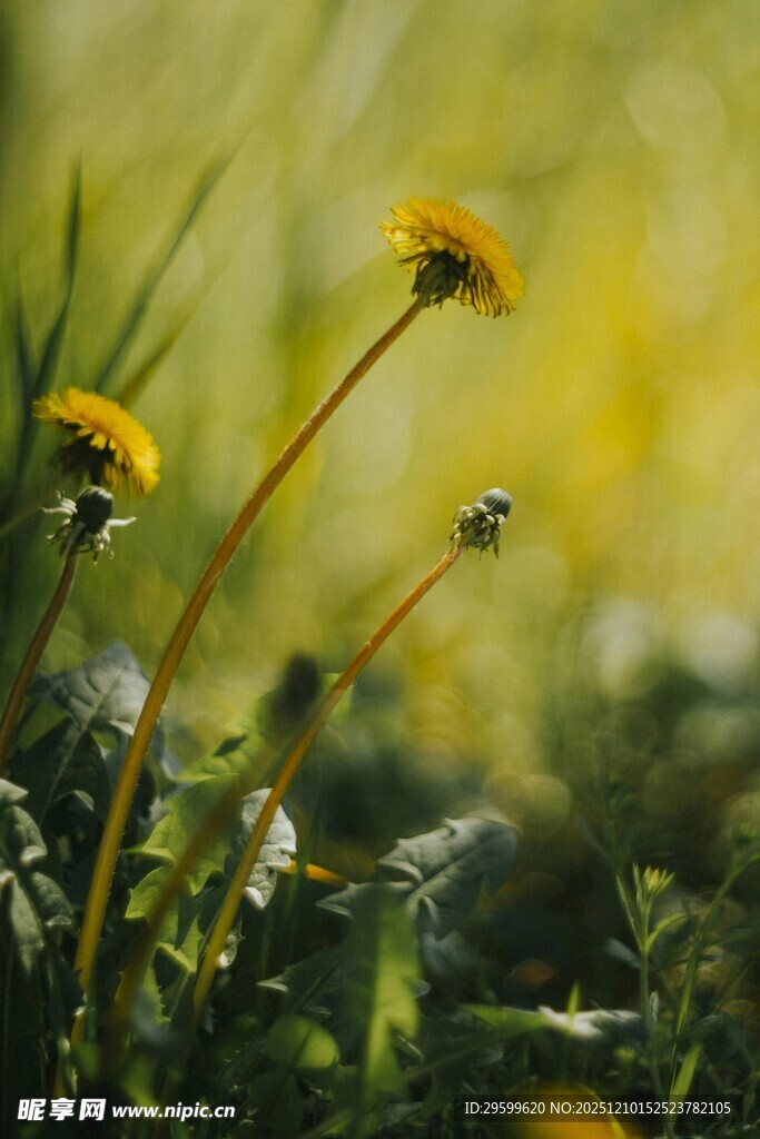 阳光下的蒲公英花朵