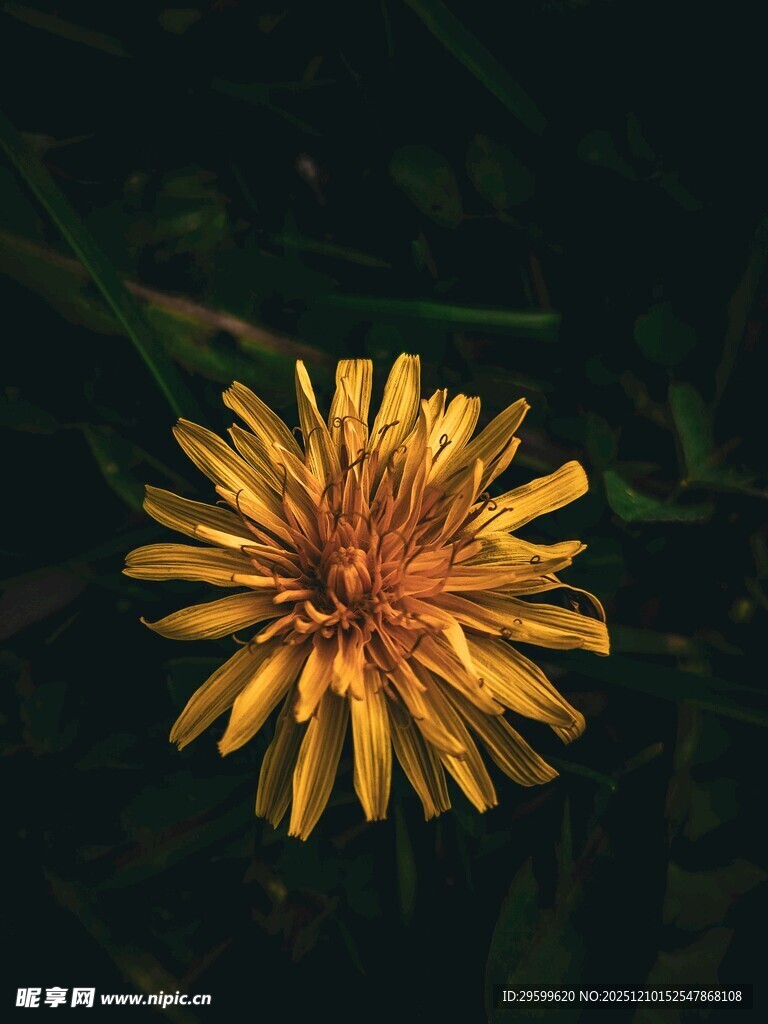 黄色蒲公英特写花朵