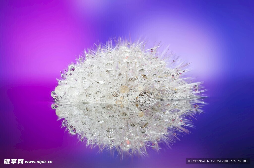 白色绒球植物特写