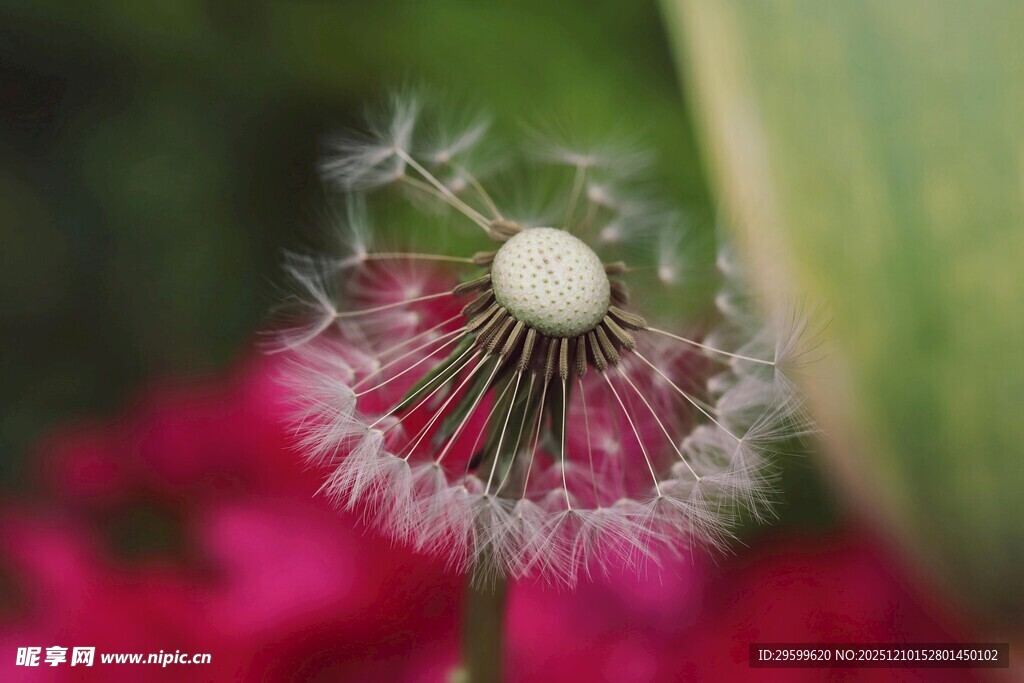 蒲公英特写 