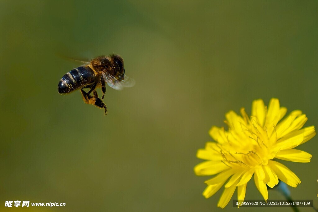 蜜蜂飞向黄色小花