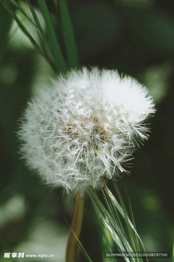 蓬松蒲公英特写