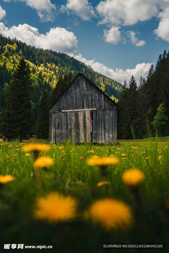山间木屋旁的灿烂黄花