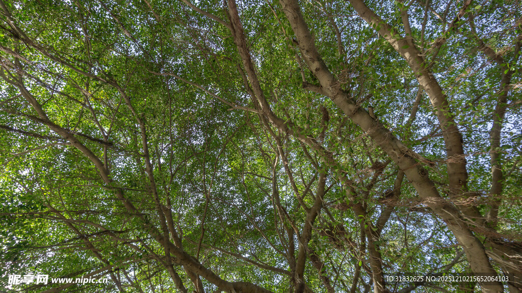 繁茂绿树的树冠景观