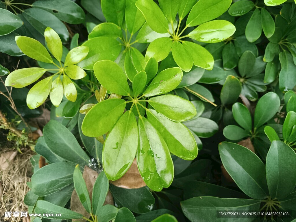 翠绿繁茂的鸭脚木植株