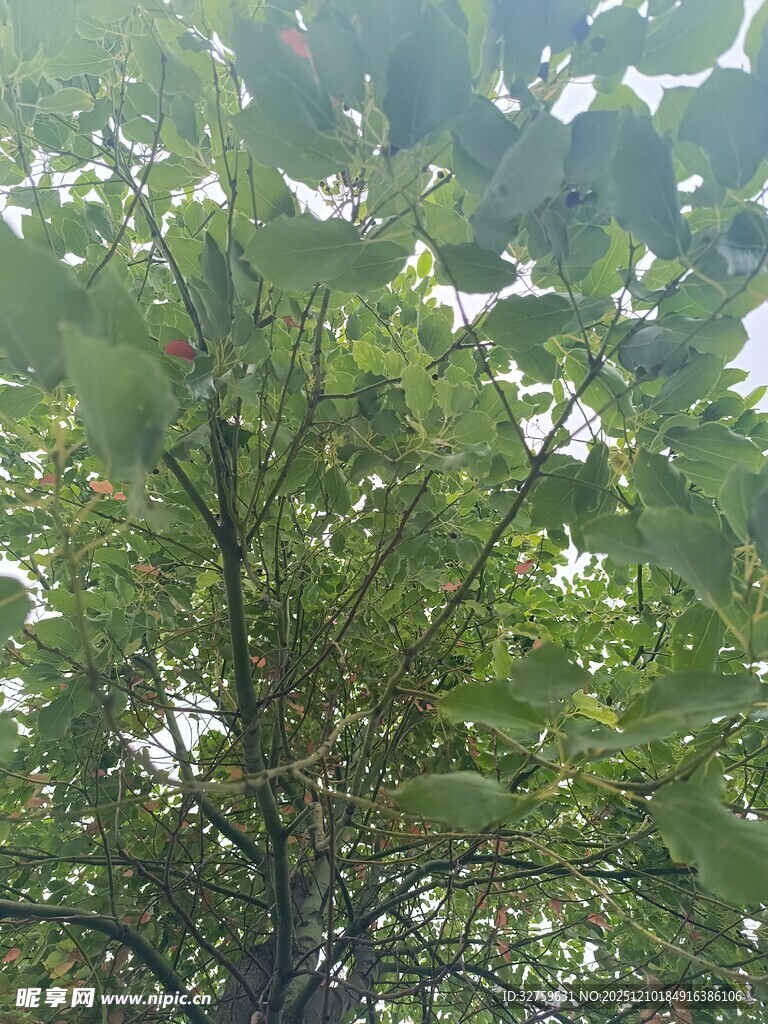 绿叶繁茂的树冠