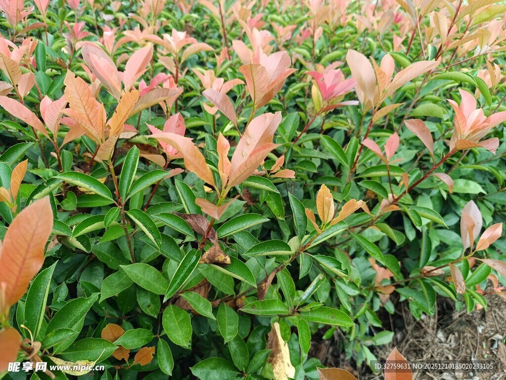 红叶石楠绿植景观