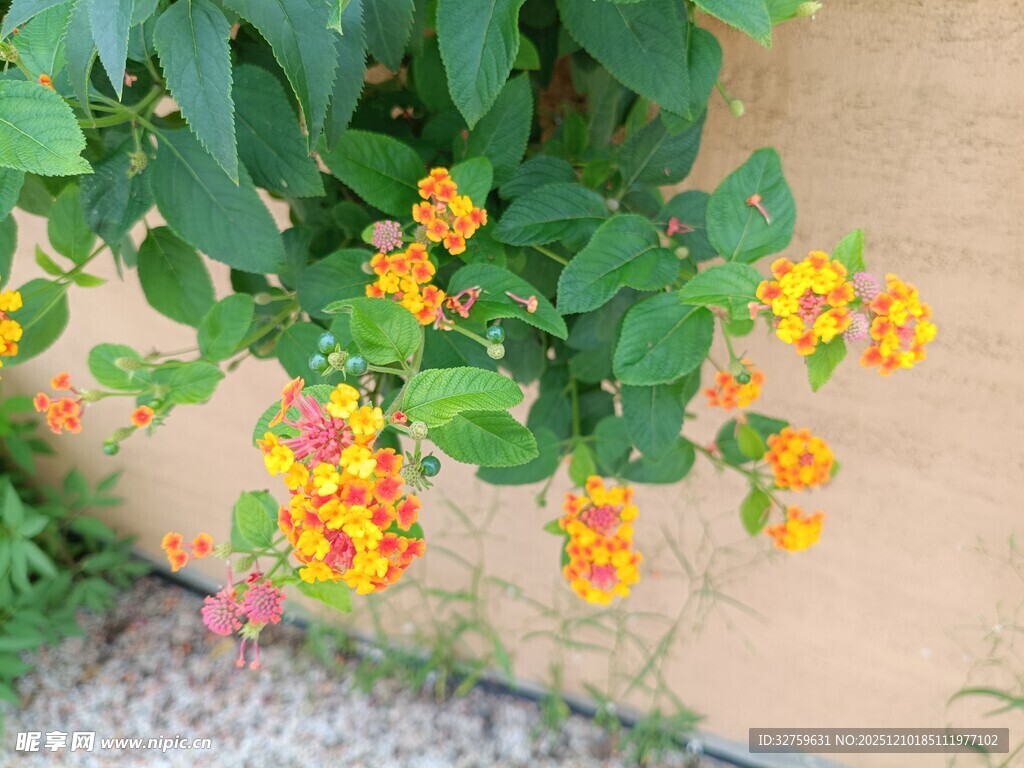 墙边绽放的多彩小花