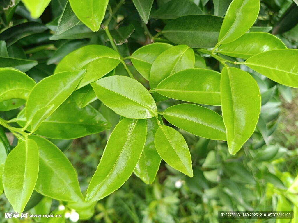 翠绿叶片特写