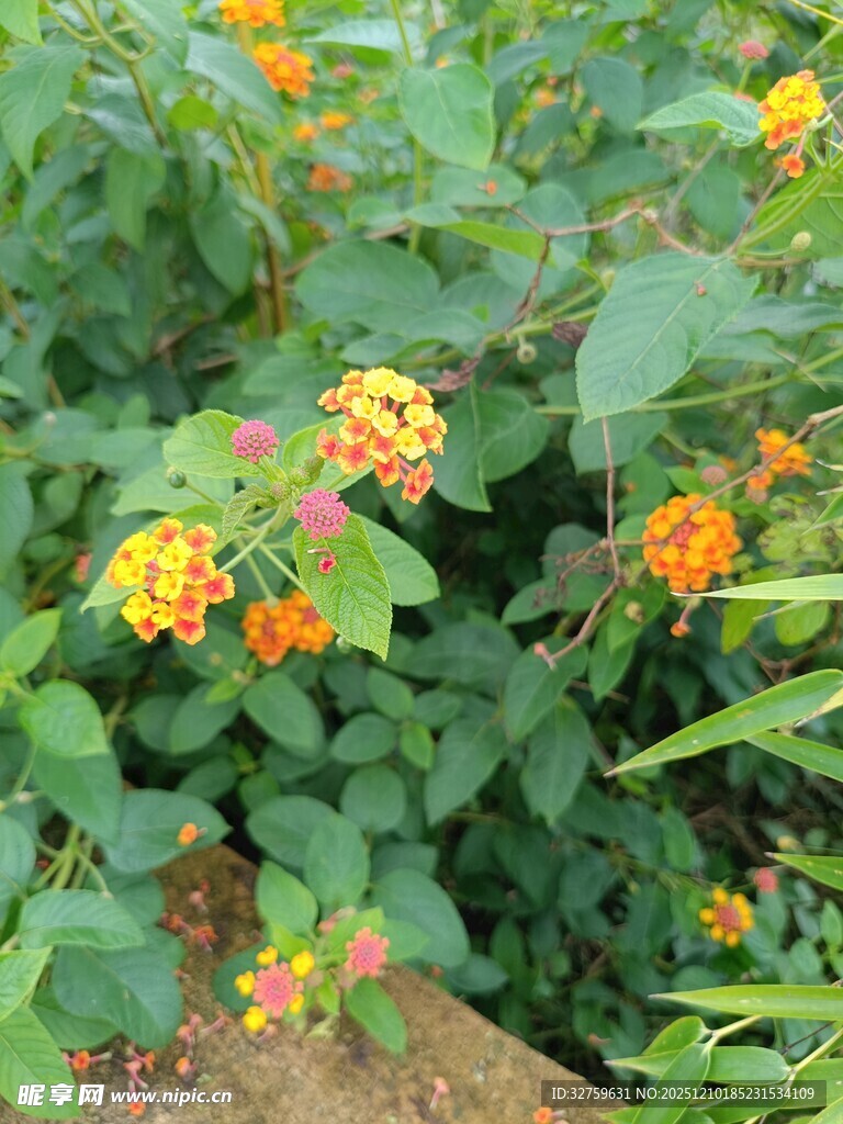 鲜艳多彩的花卉植物景观