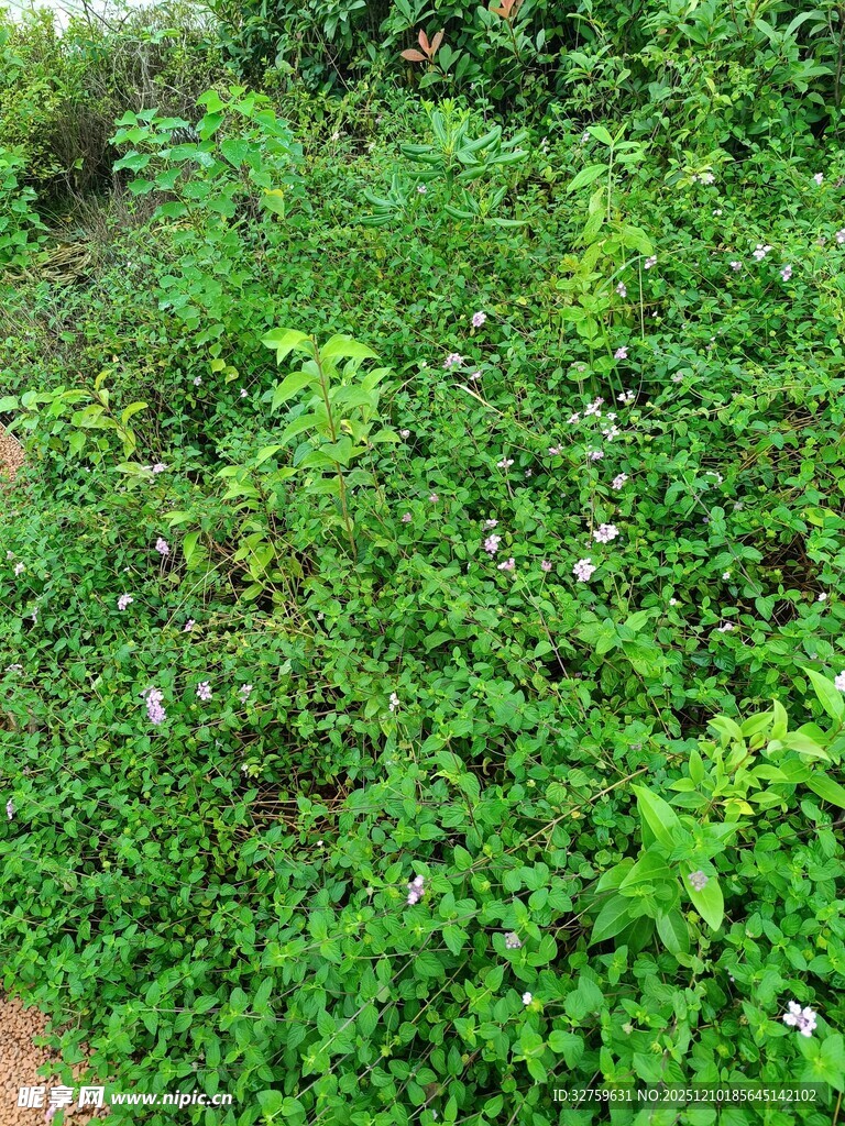 绿意盎然的繁茂植物景观