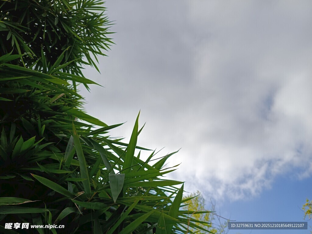 竹叶间的蓝天与白云