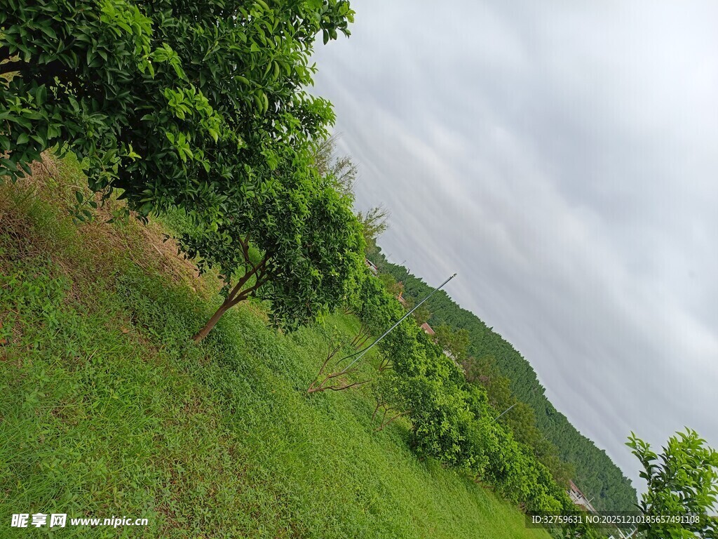 山间绿意盎然的草地与树木