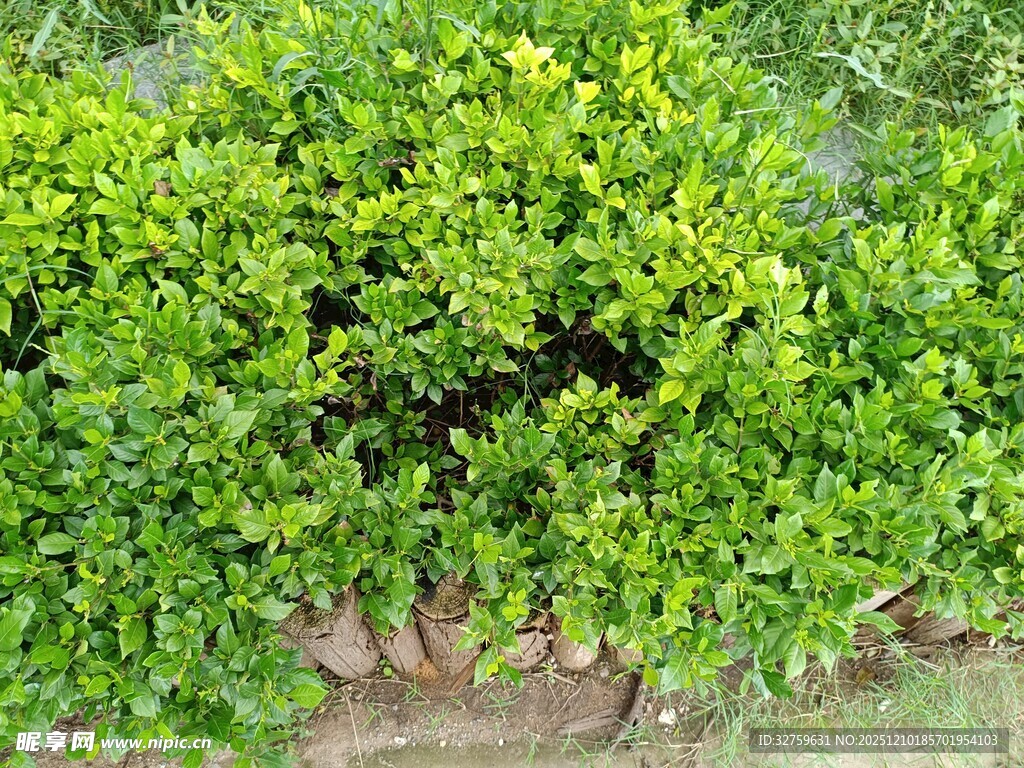 翠绿繁茂的灌木丛