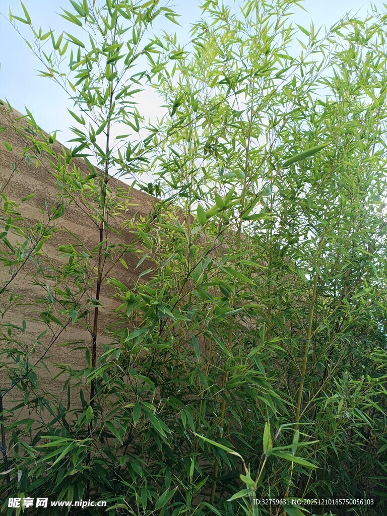 墙边绿植生机盎然